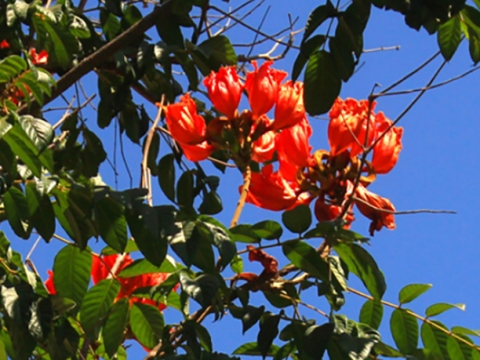 Tulipero de Gabón, un árbol singular en Sevilla | Revista Universidad de  Sevilla